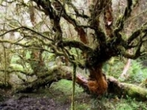 Imagen Bosques de Polylepis o El Colo